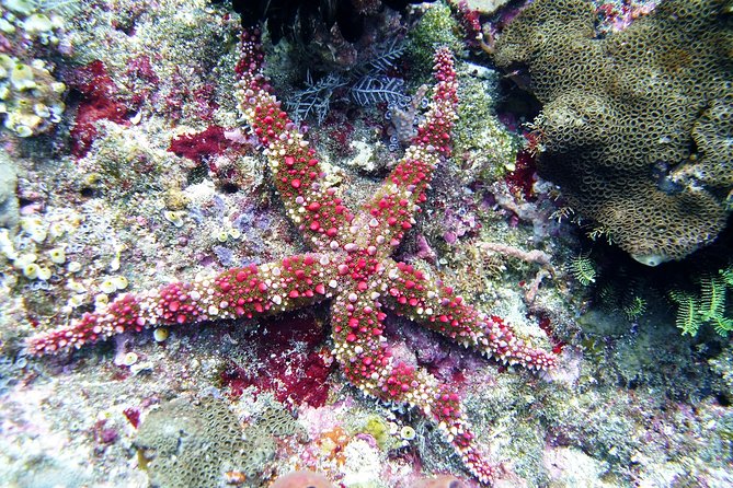 Bali Scuba Diving trip at Tulamben for Certified Diver - Who this trip suits best, and who should choose a different option