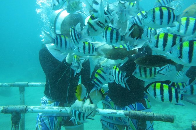 Bali Sea Walking Experience - Safety, comfort, and who this is best for