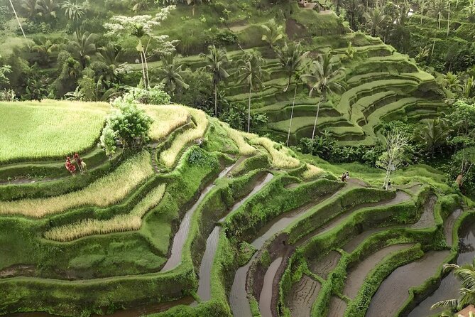 Bali Shore Excursions : Best of Bali Tour - Price and value: $25 per person for a private shore excursion