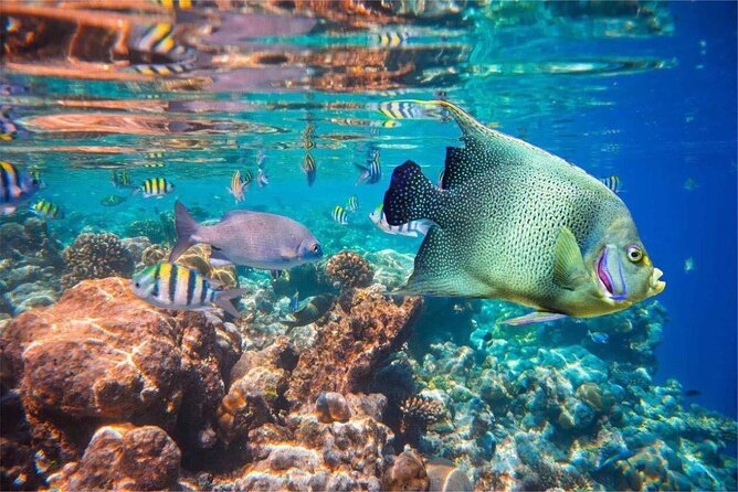 Bali Snorkeling 2 Spot at Blue Lagoon with Lunch & Transport - Two Blue Lagoon Snorkeling Spots: What You’ll Look For