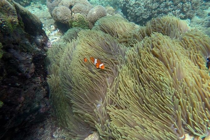Bali Snorkeling 2 Spot at Blue Lagoon with Lunch & Transport - Kuta and Denpasar Stops: A Real Pickup Route, Not a Quick Hop