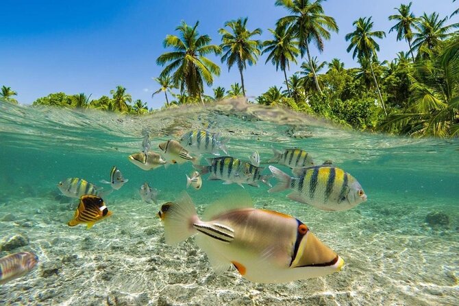 Bali Snorkeling 2 Spot at Blue Lagoon with Lunch & Transport - The Value of a $19 Private Tour With Transport and Lunch