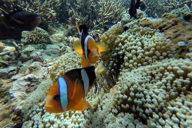 Bali Snorkeling 2 Spot at Blue Lagoon with Lunch & Transport - Who This Bali Snorkeling Trip Is Best For