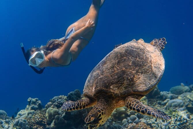 Bali Snorkeling at Blue Lagoon and Tanjung Jepun with Transfer - What to Expect Underwater, Fish to Watch For