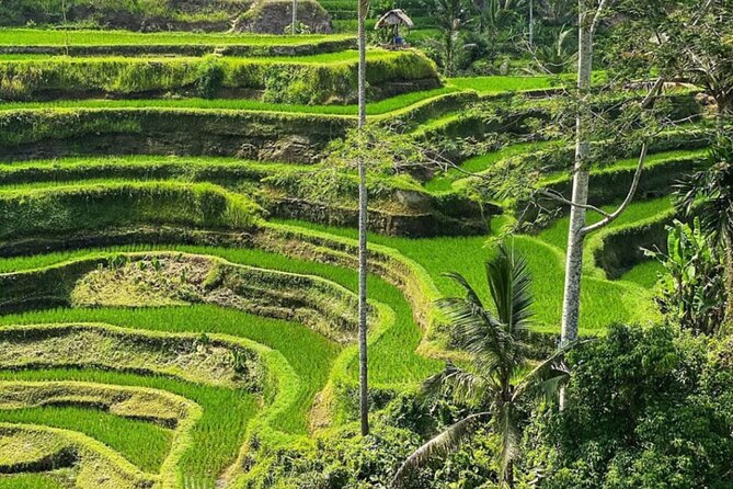 Bali Swing, Monkey Forest and Waterfall Private Tour - Price and Logistics: Why This Tour Feels Like Good Value