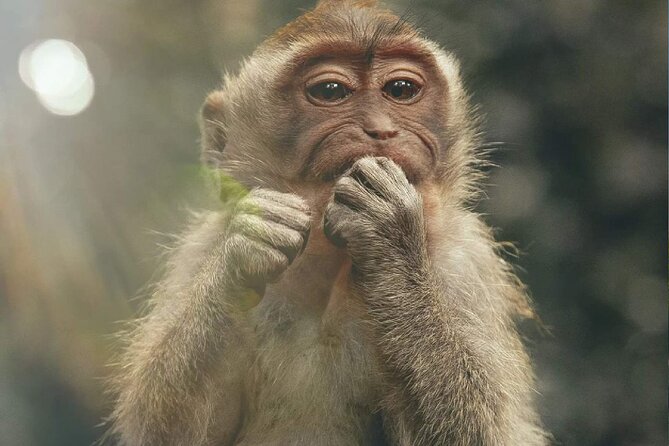 Bali Swing, Monkey Forest and Waterfall Private Tour - Sacred Monkey Forest Sanctuary: Temples, Carvings, and 700 Macaques