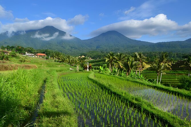 Bali Tour: The Best Way to Explore The Highlight of Bali - Price and Value: Why $80 Can Work (If You Want Multiple Highlights)