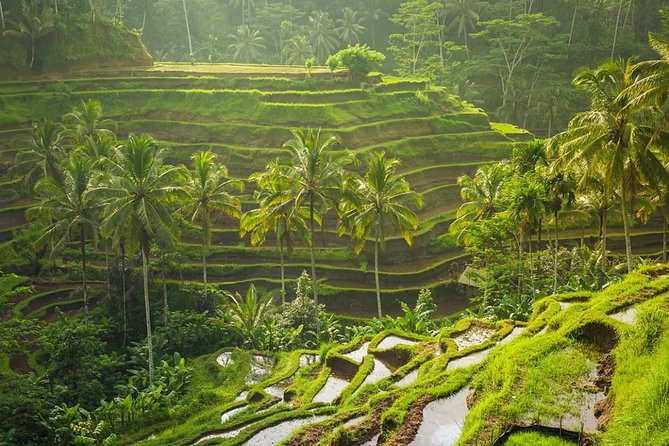 Bali Tribal Private Tour - Experience the best of Ubud, Bali - What $35 Really Buys You (And What It Does Not)
