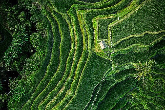 Bali: Ubud Highlights Tour with Private Guide and Transfers - Private Guide Storytelling: What Makes the Sights Feel Real