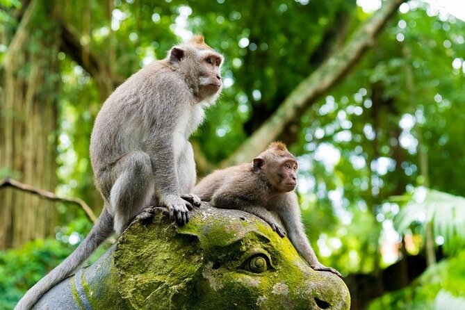 Bali Ubud Tour: Monkey Forest, Waterfall & Rice Terrace - Stop 2: Tegalalang Rice Terrace for real Ubud views