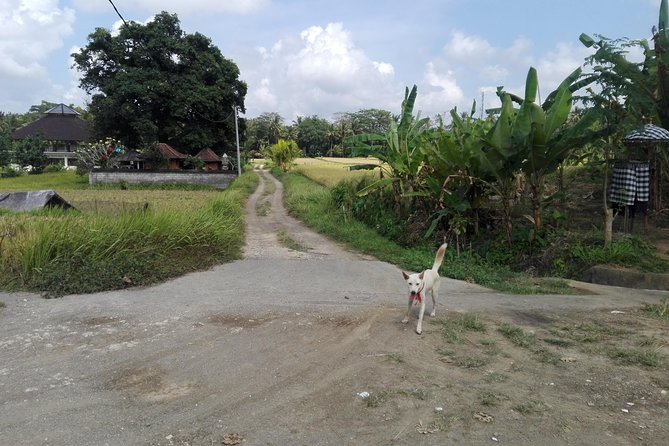 Balinese Cooking Class at Organic Farm - Key things to know before you go