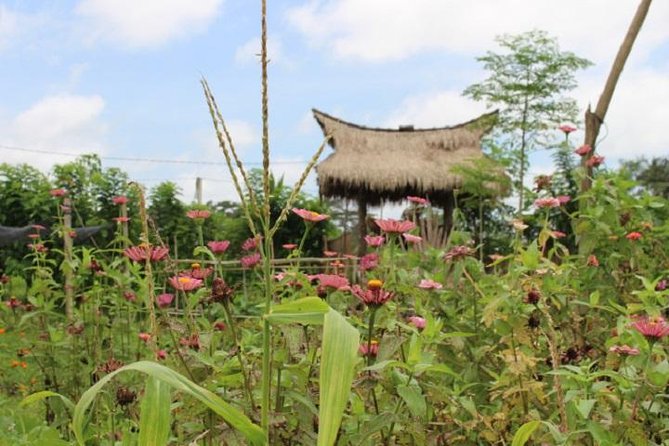 Balinese Cooking Class at Organic Farm - From Ubud Pickup to the Welcome Drink and Farm Walk