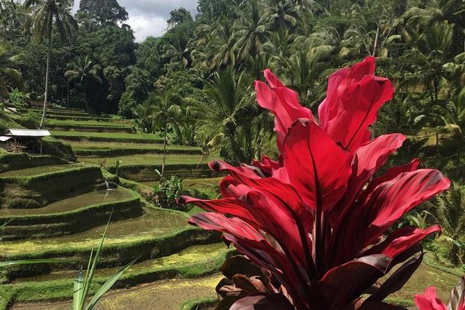 Balinese Life Style Tour - The morning rhythm: hotel pickup and air-conditioned driving