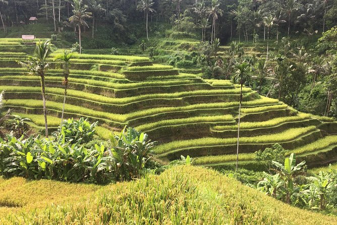 Balinese Life Style Tour - Tegalalang Rice Terrace and Tirta Empul holy spring water