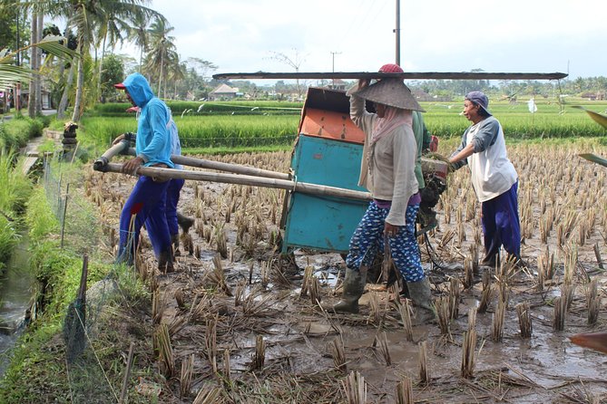 Balinese Ubud cooking school (9 Dish Cooking and Market Tour) - Rice Paddies and the Subak Connection: Beyond a Photo Stop