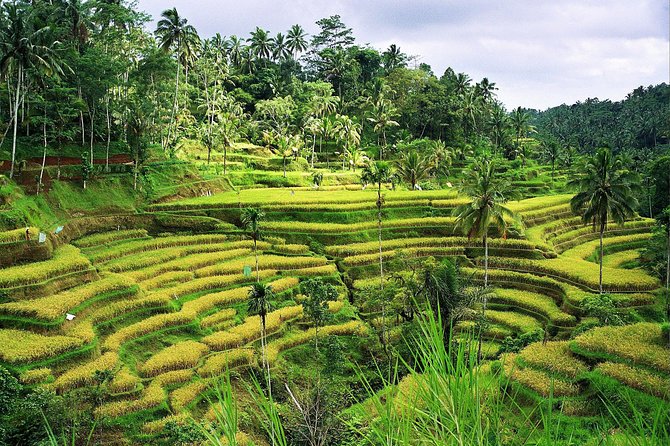Beauty Of West Bali Tour (Private and All Inclusive) - Luhur Batukaru Temple: peace in the hills, and more time to breathe