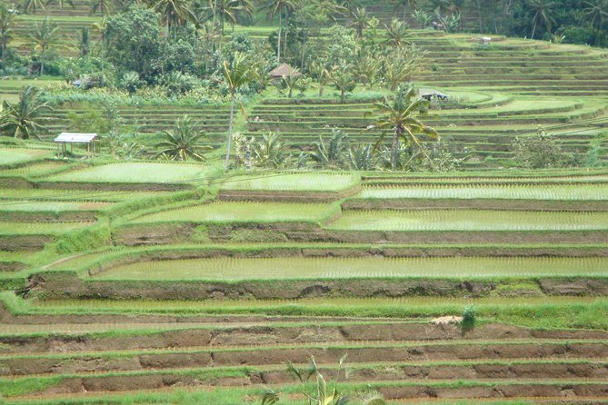 Bedugul Cultural Private Tour - Why a Bedugul Day Feels Different From a Typical Temple Tour