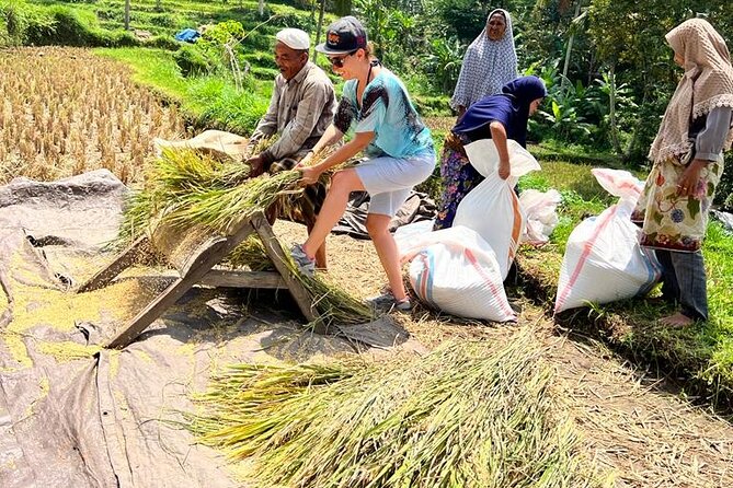 Best Lombok Rice Terrace Walking Tour With Waterfall & Monkey - Puncak Pusuk Pass and Monkey Forest: meeting the long-tailed macaques