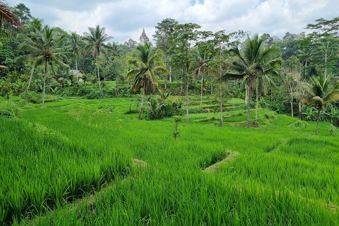 Best Lombok Rice Terrace Walking Tour With Waterfall & Monkey - How the 6 to 8 hour schedule flows