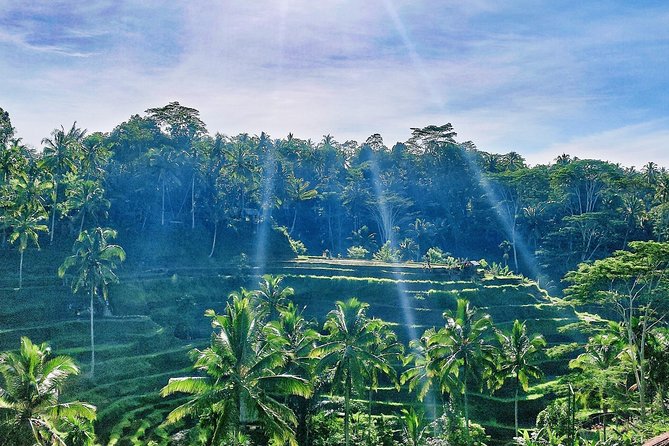 Best of Ubud - Full day Tour + FREE WI-FI - From Seminyak to Ubud, the easy way