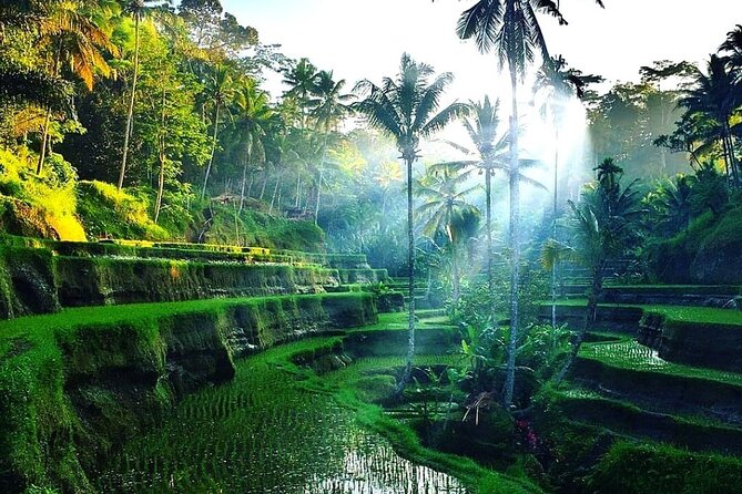 Best of Ubud - Ubud Tour Popular - All Inclusive - Private Ubud pickup and AC transport that keeps the day easy
