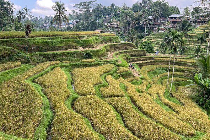 Best of Ubud - Ubud Tour Popular - All Inclusive - What’s included in the $52 price, and what you still need