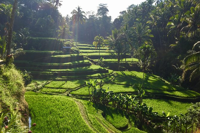 Best of Ubud Waterfalls, Tegalalang Rice Terrace and Swing Tour - Uma Pakel Agro Tourism and the coffee tasting: what’s included and what’s optional