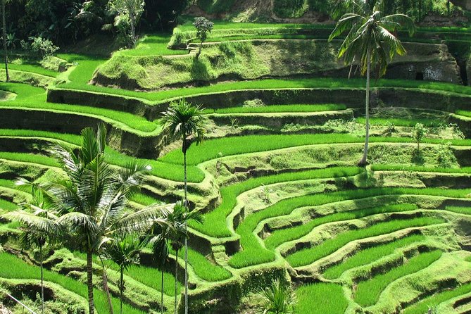 Best of Ubud with Jungle Swing Experience - Tegalalang rice terraces and a simple lesson on Bali irrigation