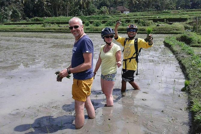 Bike ride in the rice fields, Bali countryside - What Happens in the Rice Fields, When Farmers Are Working