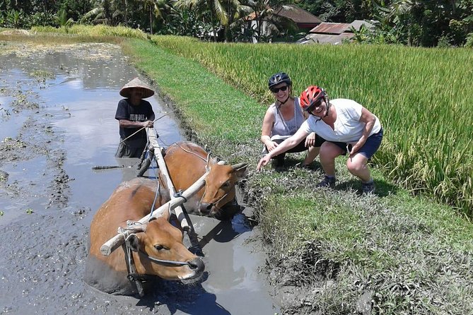 Bike ride in the rice fields, Bali countryside - The Included Lunch Overlooking Rice Fields and a River