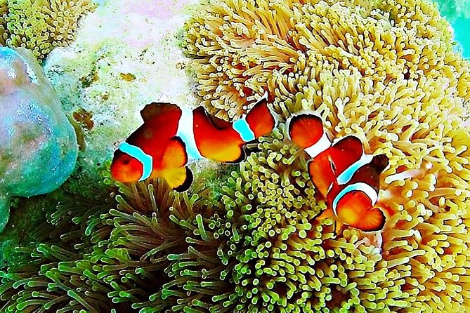 Bintan Snorkeling Tour - Trikora Beach and the boat ride to the snorkeling kelong