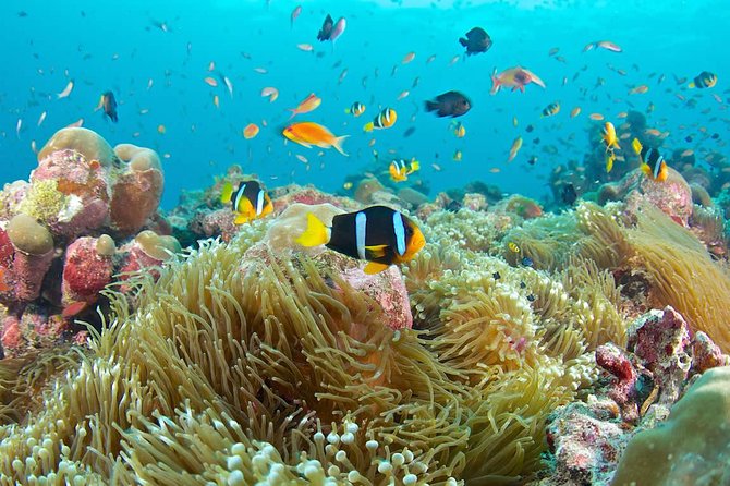 Bloo Lagoon Snorkeling East Bali Includes Transportation & Lunch - Kusamba black sand beach: a short stop with real visual payoff