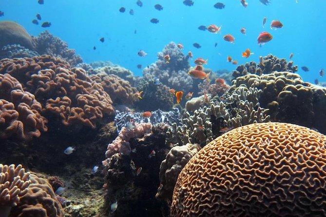 Bloo Lagoon Snorkeling East Bali Includes Transportation & Lunch - Who this tour suits best (and who might hesitate)