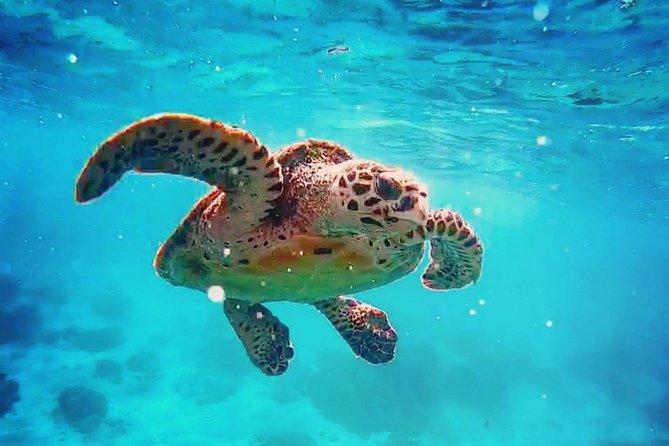 Blue Lagoon Bali Snorkeling Experience - How this Bali snorkeling day is structured in real life