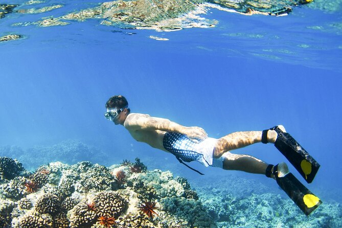 Blue Lagoon Snorkeling and Lunch - Ubud Monkey Forest - Waterfall - Why Blue Lagoon and Tanjung Jepun work so well for first-time reef time