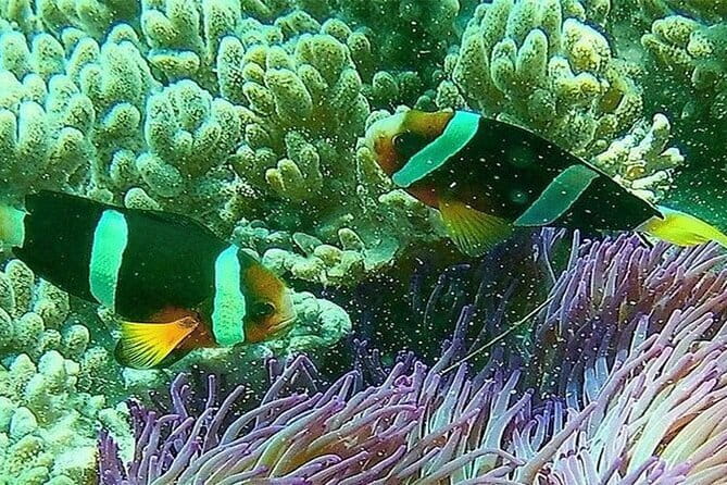 Blue Lagoon Snorkeling with Lunch and Private Transport - What You’ll See Underwater, Fish First, Wildlife Second