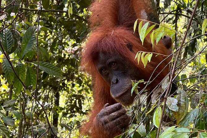 Bukit lawang 2 Day 1 Night with camping - Key things I’d put on your radar
