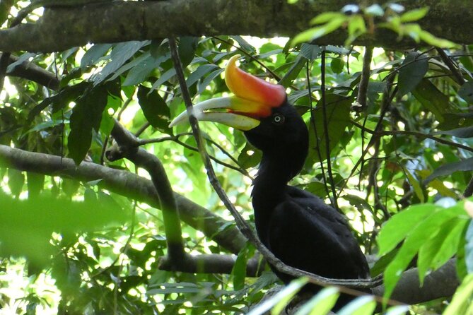 Bukit lawang 2 Day 1 Night with camping - Why Gunung Leuser works for a 2-day jungle escape