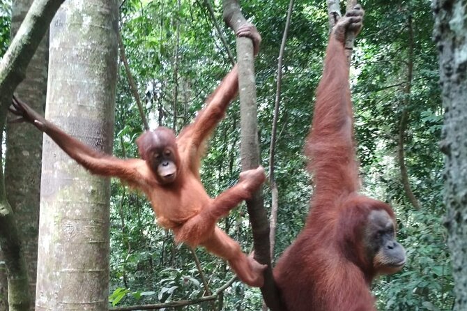 Bukit lawang 2 Day 1 Night with camping - Day 2: breakfast by the river, waterfall stop, and more wildlife chances