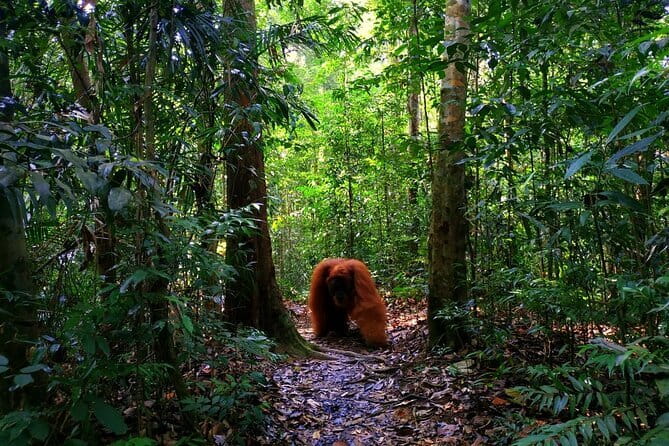 Bukit Lawang Berastagi 4 Days 3 Nights Volcano & Jungle Trekking - Why this Bukit Lawang and Berastagi combo works in 4 days