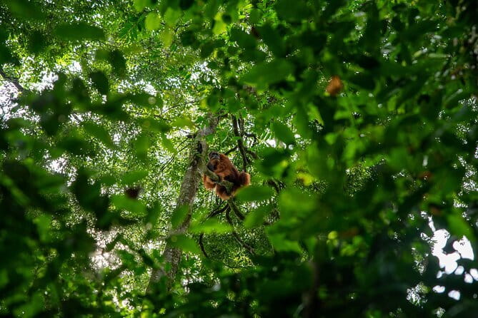 Bukit Lawang Berastagi 4 Days 3 Nights Volcano & Jungle Trekking - Gunung Leuser National Park trek: wildlife time done the right way