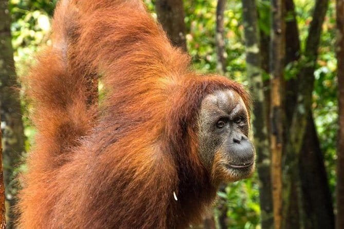 Bukit Lawang Berastagi 4 Days 3 Nights Volcano & Jungle Trekking - Berastagi day: Mount Sinabung foot area and fruit market stop