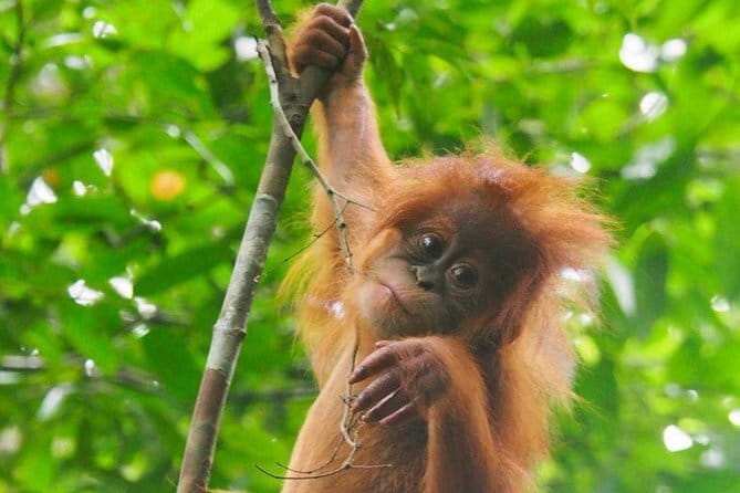 Bukit Lawang Berastagi 4 Days 3 Nights Volcano & Jungle Trekking - Mount Sibayak sunrise hike: short push, big views, early start