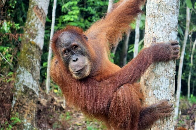Bukit Lawang Berastagi 4 Days 3 Nights Volcano & Jungle Trekking - Price and value: what you get for about $415.50