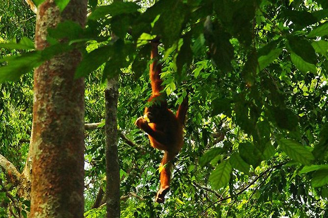 Bukit Lawang Full Day Jungle Trek - Pickup at 9:00 am, then straight into Gunung Leuser National Park