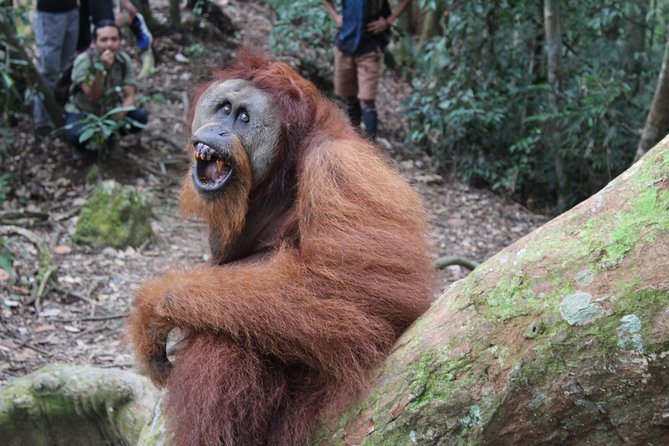 Bukit Lawang Full Day Jungle Trek - Wildlife spotting: how your guide improves your odds