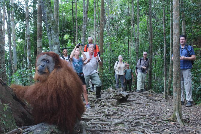 Bukit Lawang Full Day Jungle Trek - Guides and transfers: why this feels easy even when the jungle is not
