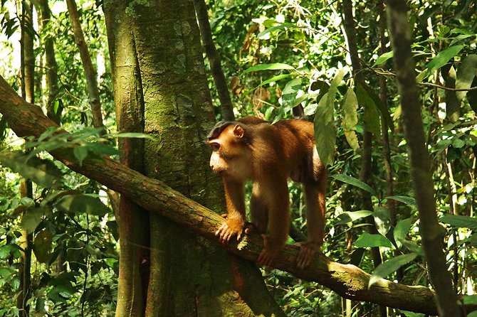 Bukit Lawang Full Day Jungle Trek - The 5 to 6 hour hike: what the jungle walk actually means