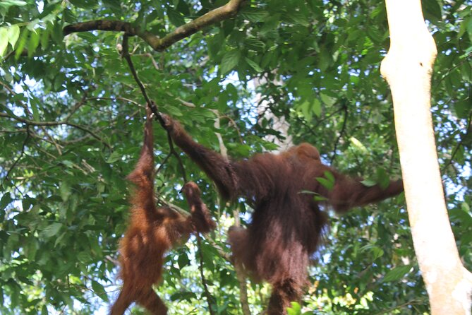 Bukit lawang tour 3days-2 night jungle trekking including rafting - Accommodation and meals: basic by design, not a hotel