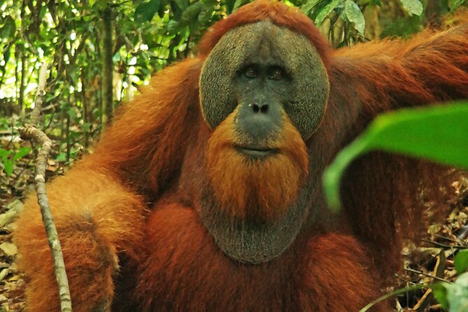 Bukit lawang tour 3days-2 night jungle trekking including rafting - Price and value: does $193.50 make sense for this 3-day plan